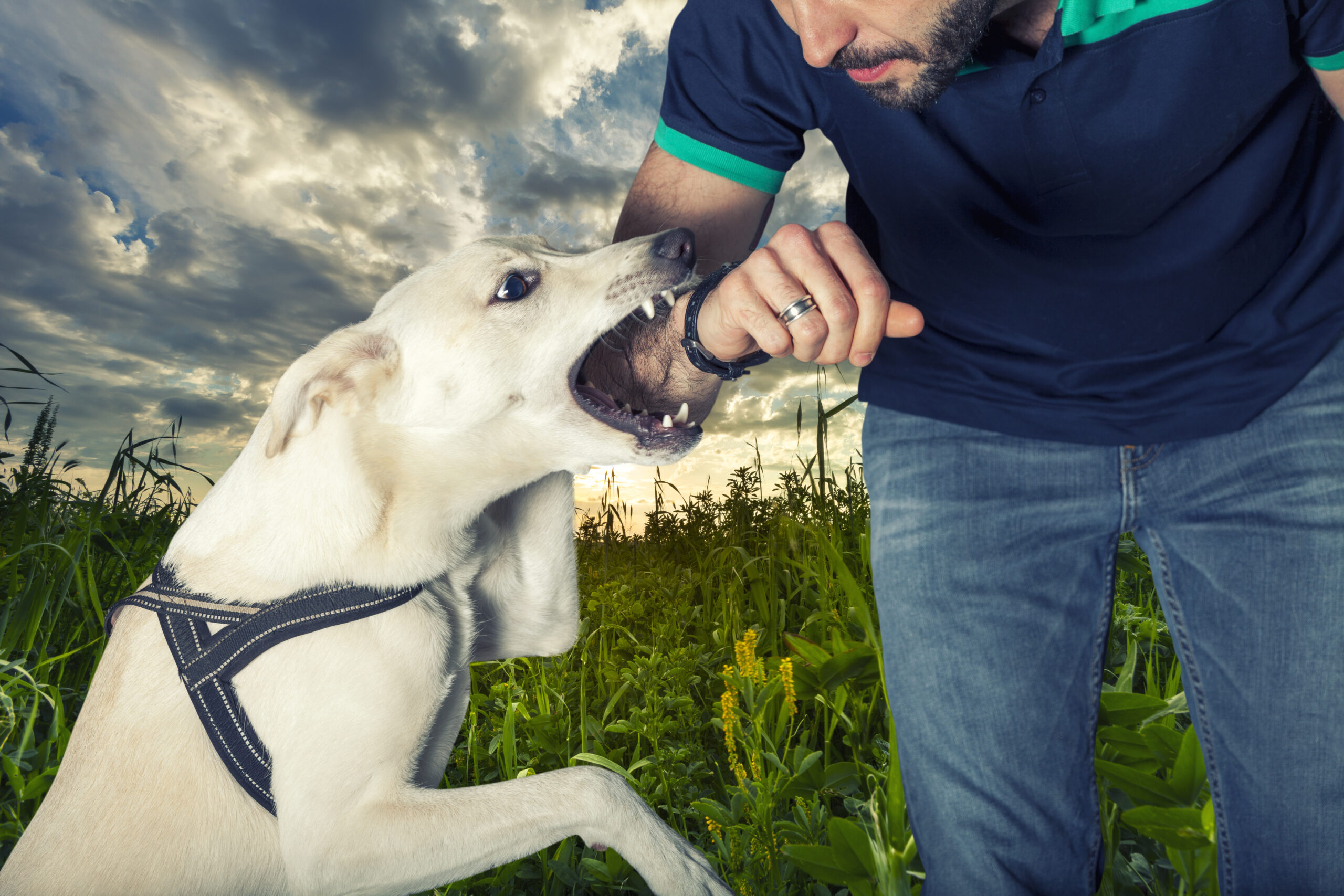 Understanding the Medical Costs of Dog Bite Injuries in Fishers, Indiana