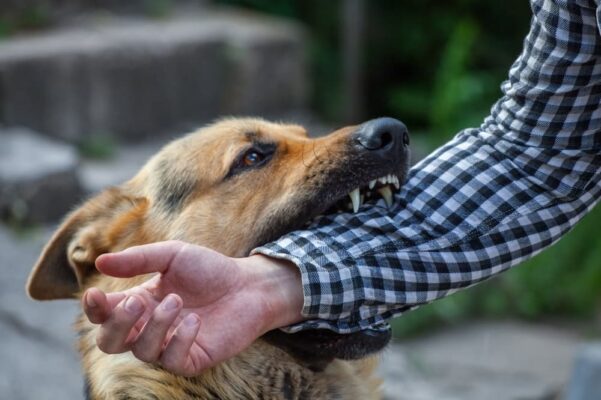 A male German shepherd bites a man by the hand.