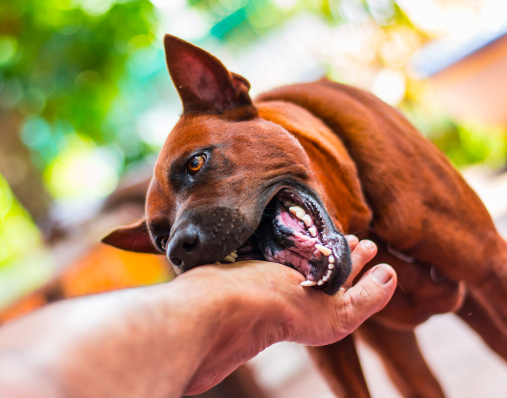 The Impact of Dog Bite Accidents on Children in Indiana