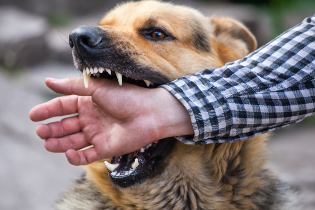 The Importance of Seeking Medical Attention After a Dog Bite Incident