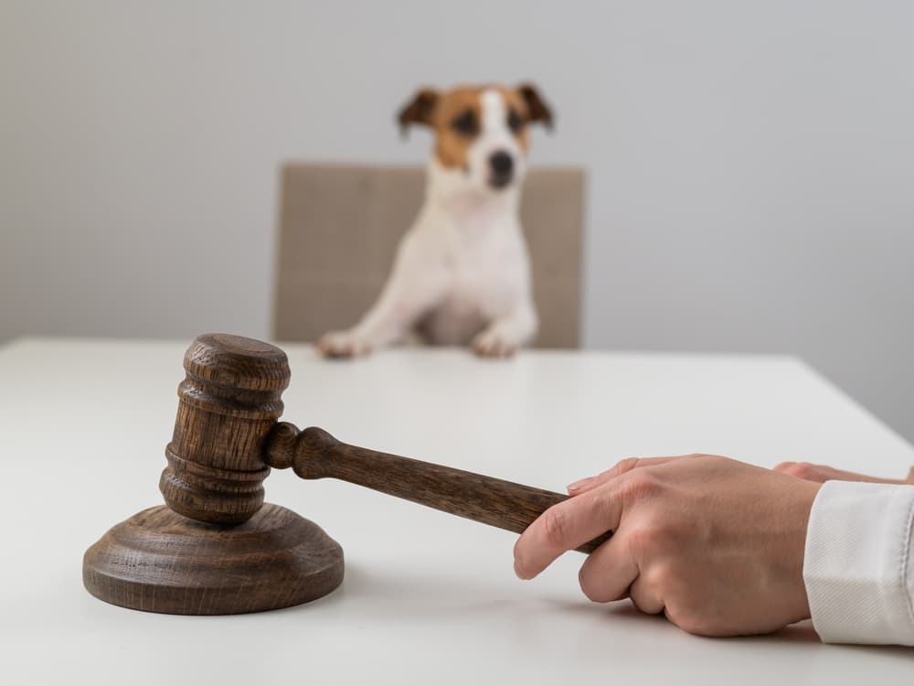 A hand holding Gavel and a dog is sitting on a chair in background