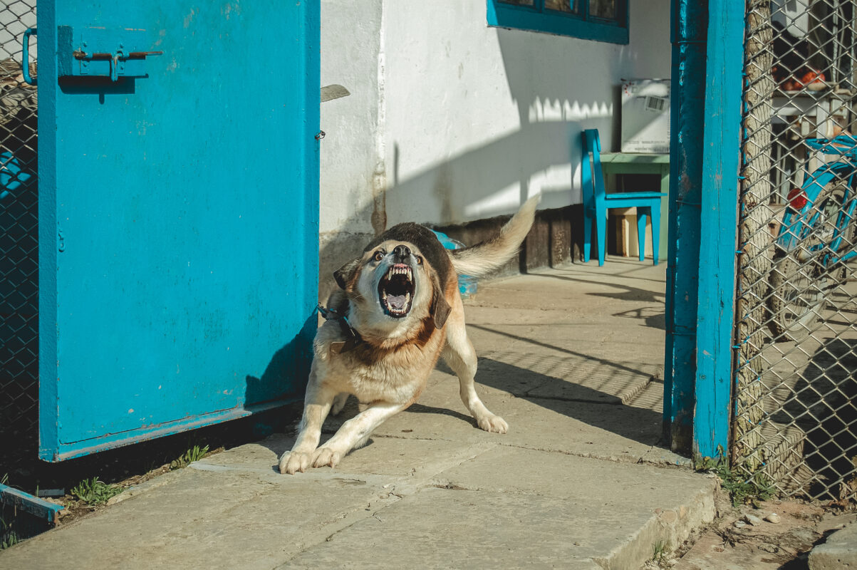 A Guide to the Severity of Dog Bite Levels