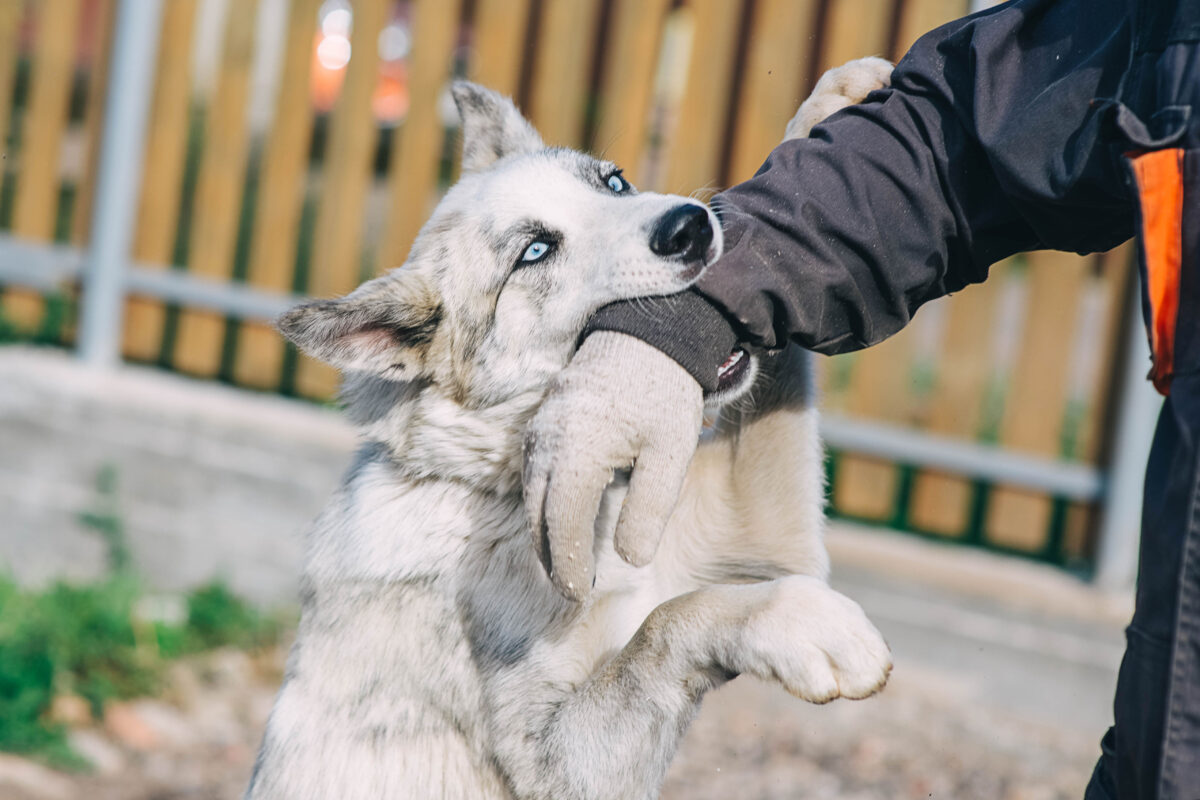 What You Need to Know About Filing an Indiana Dog Bite Claim Against a Neighbor