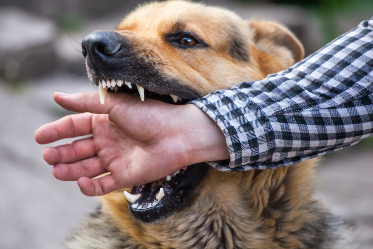 When Does a Dog Bite Case Become a Personal Injury Lawsuit in Indiana